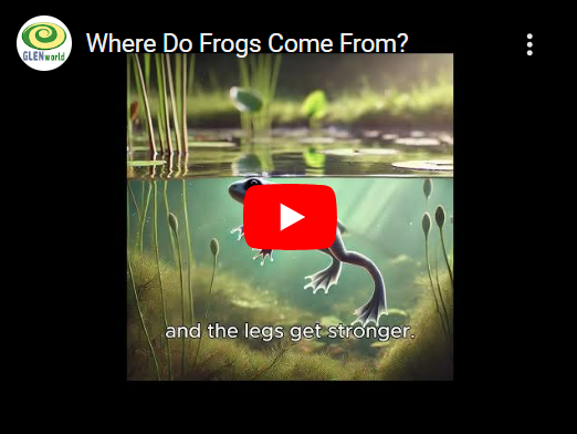 Where Do Frogs Come From? Thumbnail