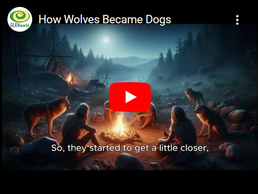 How Wolves Became Dogs Thumbnail